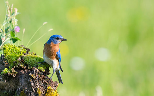 EU Biodiversity Strategy to bring nature back into our lives